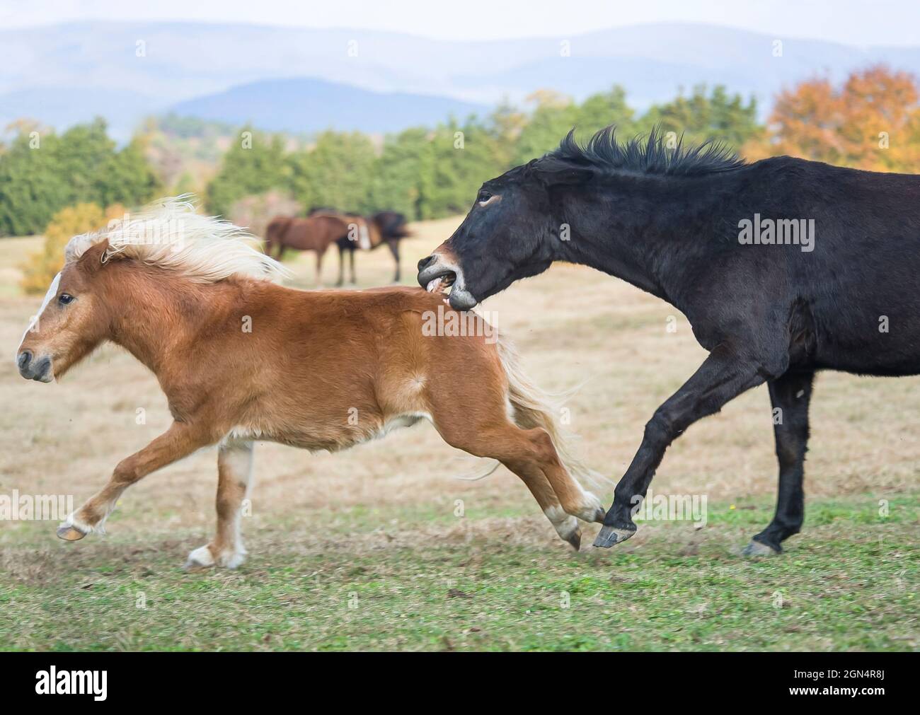 Mule and pony friends play at Proud Spirit Horse Rescue, Arkansas Stock Photo