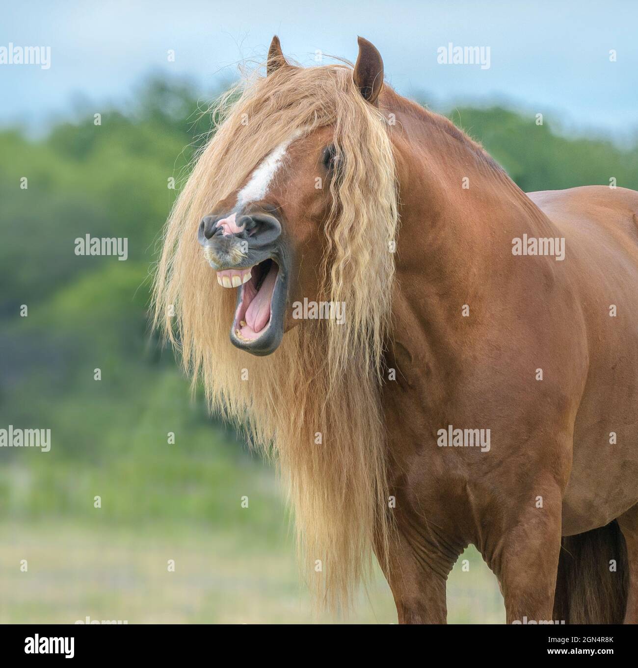 Gypsy Vanner Horse stallion with comical facial expression Stock Photo