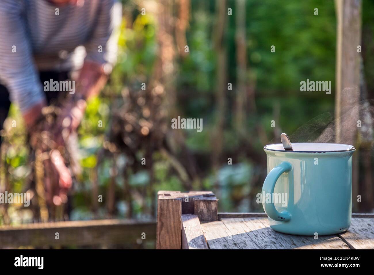 Woman working on her vegetable garden or allotment, with a mug of tea. Stock Photo