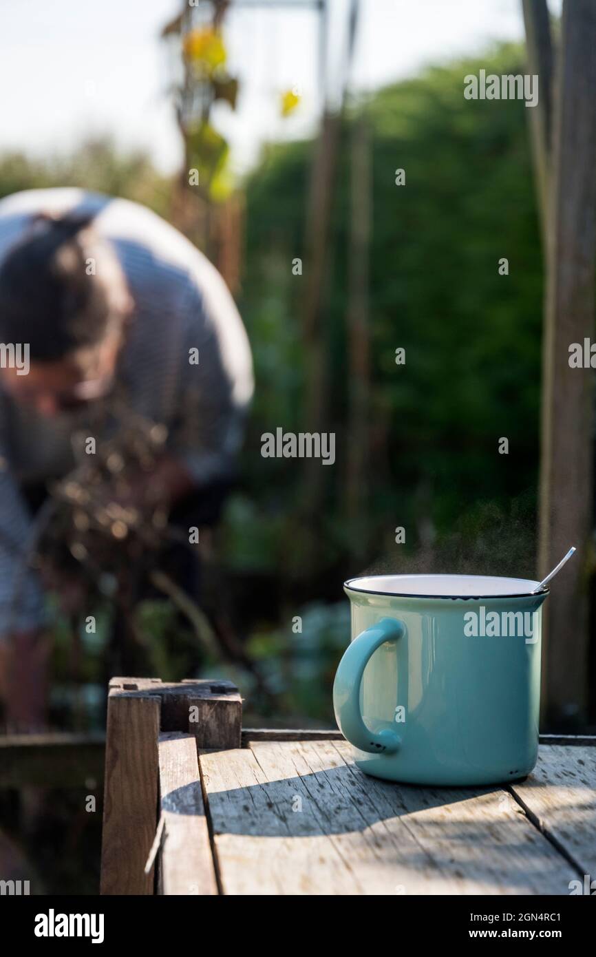 Woman working on her vegetable garden or allotment, with a mug of tea. Stock Photo