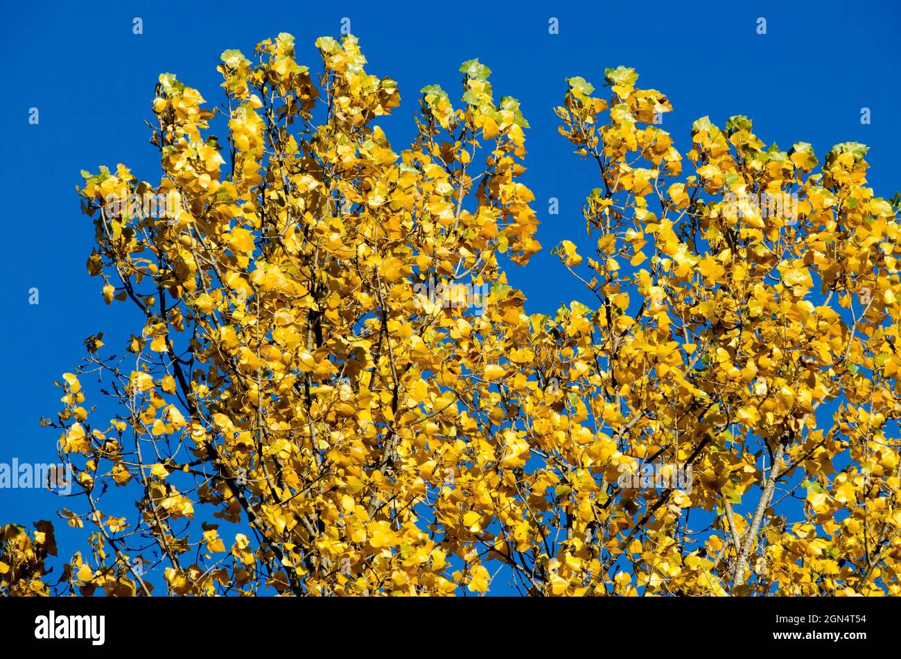 Natural background of autumn branched birch tree with yellow, green and ...