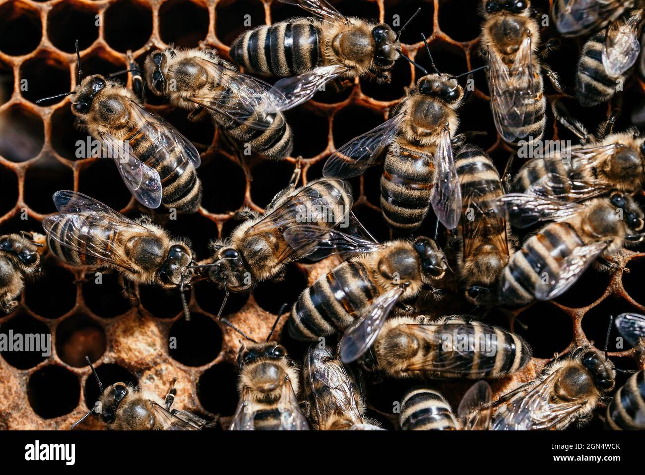 Bees convert nectar into honey. Closeup, macro view. Bee brood eggs