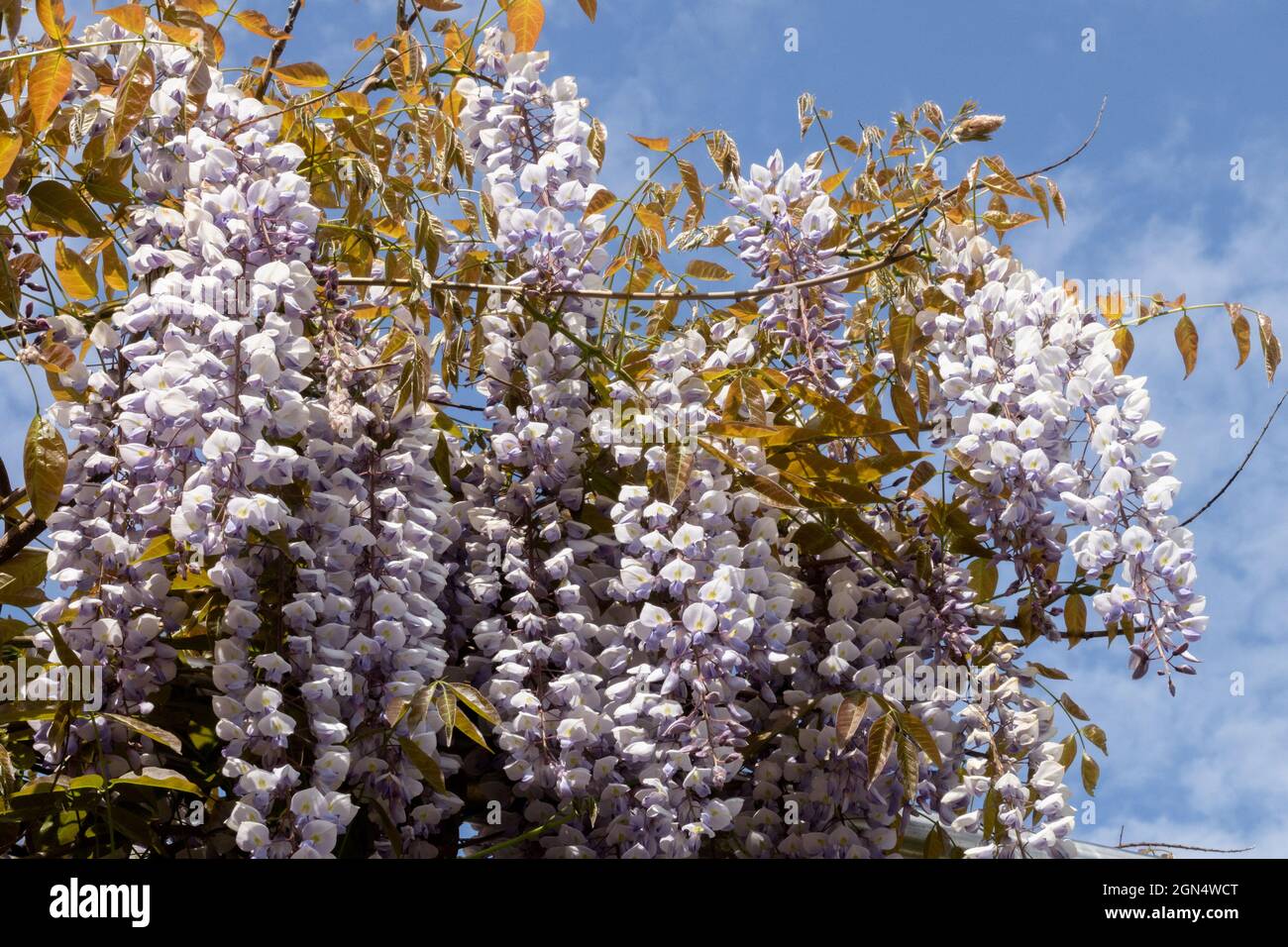 Wisteria sinensis 'Texas Purple' Stock Photo Alamy