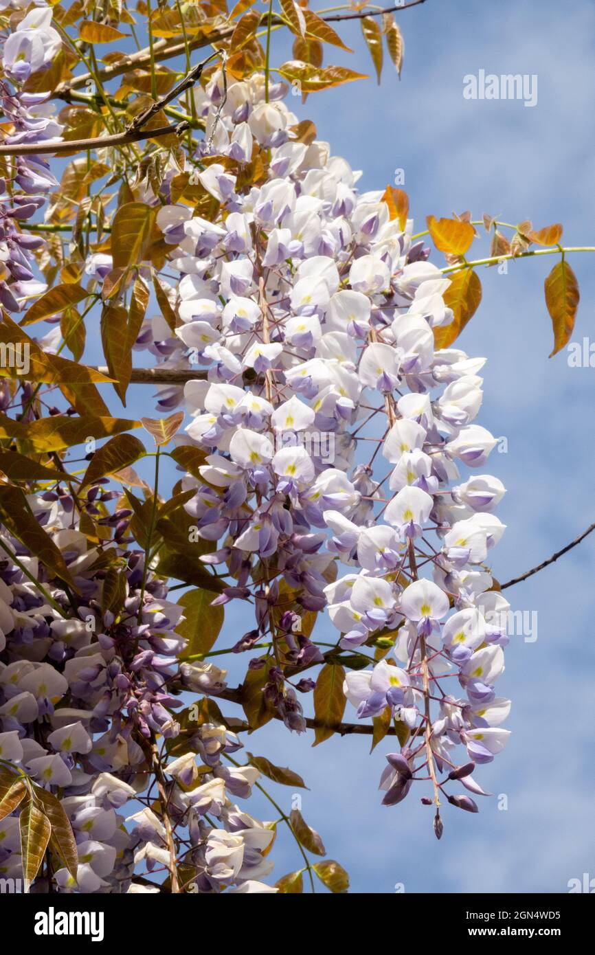 Wisteria sinensis 'Texas Purple' Stock Photo Alamy