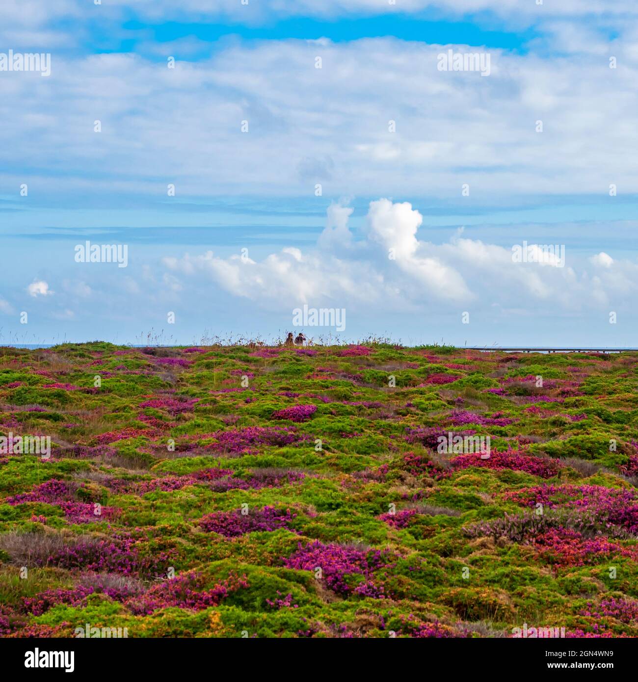 Large field of wild flowers of various colors in front of the Cantabrian Sea of Galicia. Stock Photo