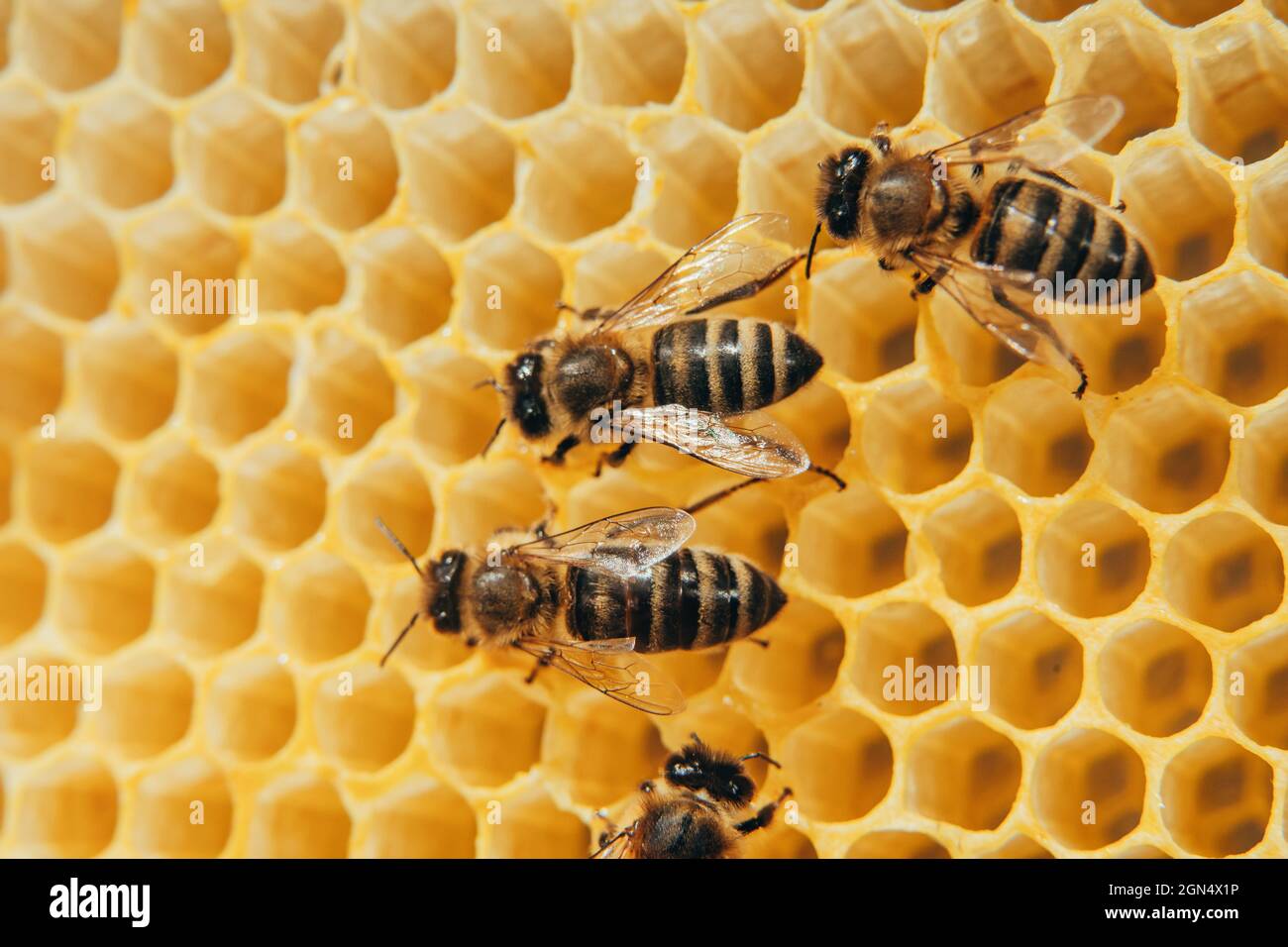 Bees convert nectar into honey. Closeup, macro view. Bee brood eggs, larvae and pupae, grown