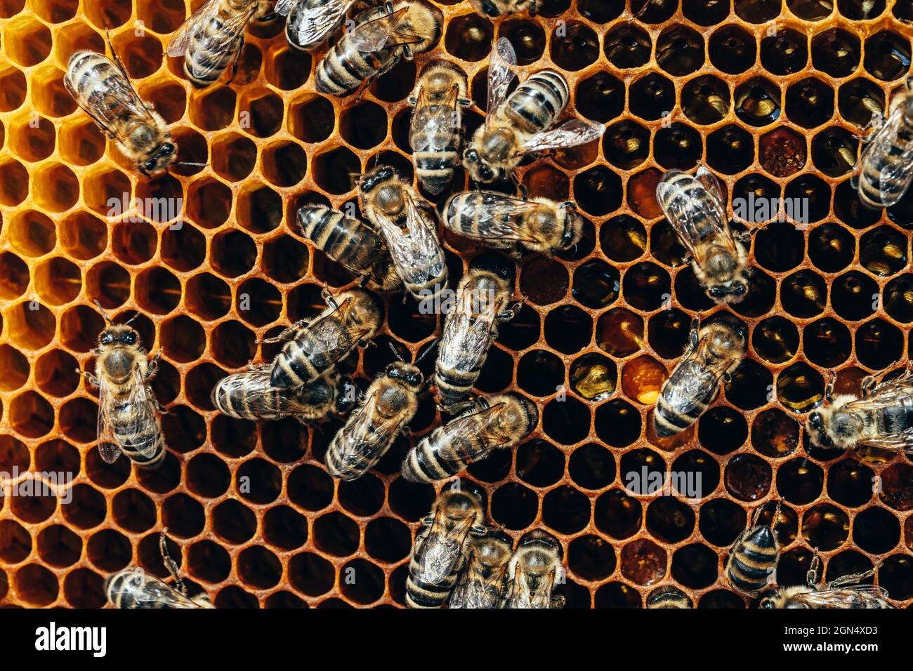 Bees convert nectar into honey. Closeup, macro view. Bee brood eggs, larvae and pupae, grown