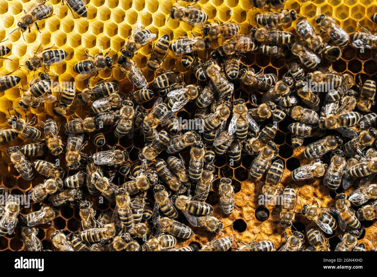 Bees convert nectar into honey. Closeup, macro view. Bee brood eggs