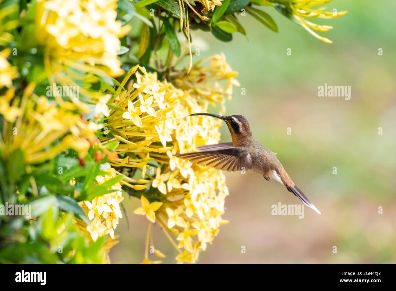 A Little Hermit hummingbird, phaethornis longuemareus, feeding on a yellow Ixora hedge in a tropical garden. Wildlife in nature. Stock Photo