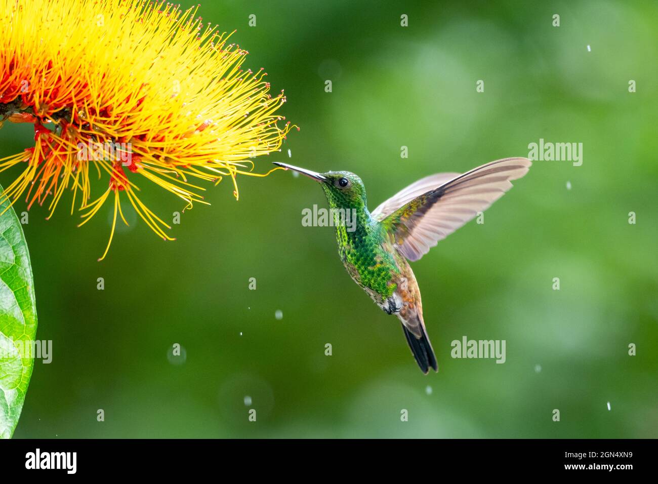 A Copper-rumped hummingbird (Amazilia tobaci) feeding on the Combretum flower in the rain with a bokeh background Stock Photo