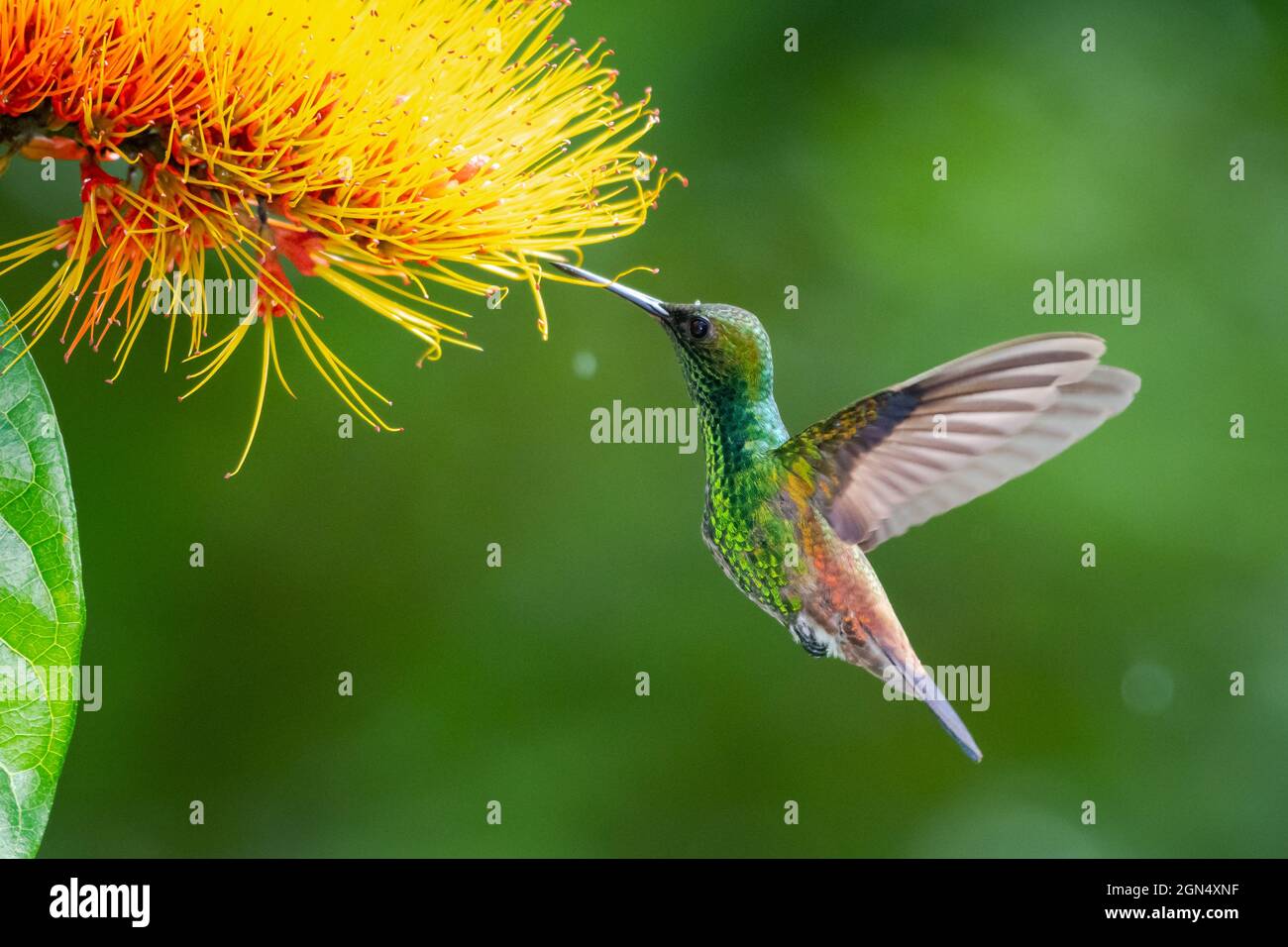 A Copper-rumped hummingbird (Amazilia tobaci) feeding on the Combretum flower in the rain with a bokeh background Stock Photo