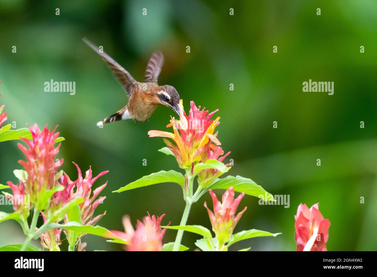 A Little Hermit hummingbird (phaethornis longuemareus), feeding on a Shrimp Plant surrounded by tropical flowers with a green background. Stock Photo