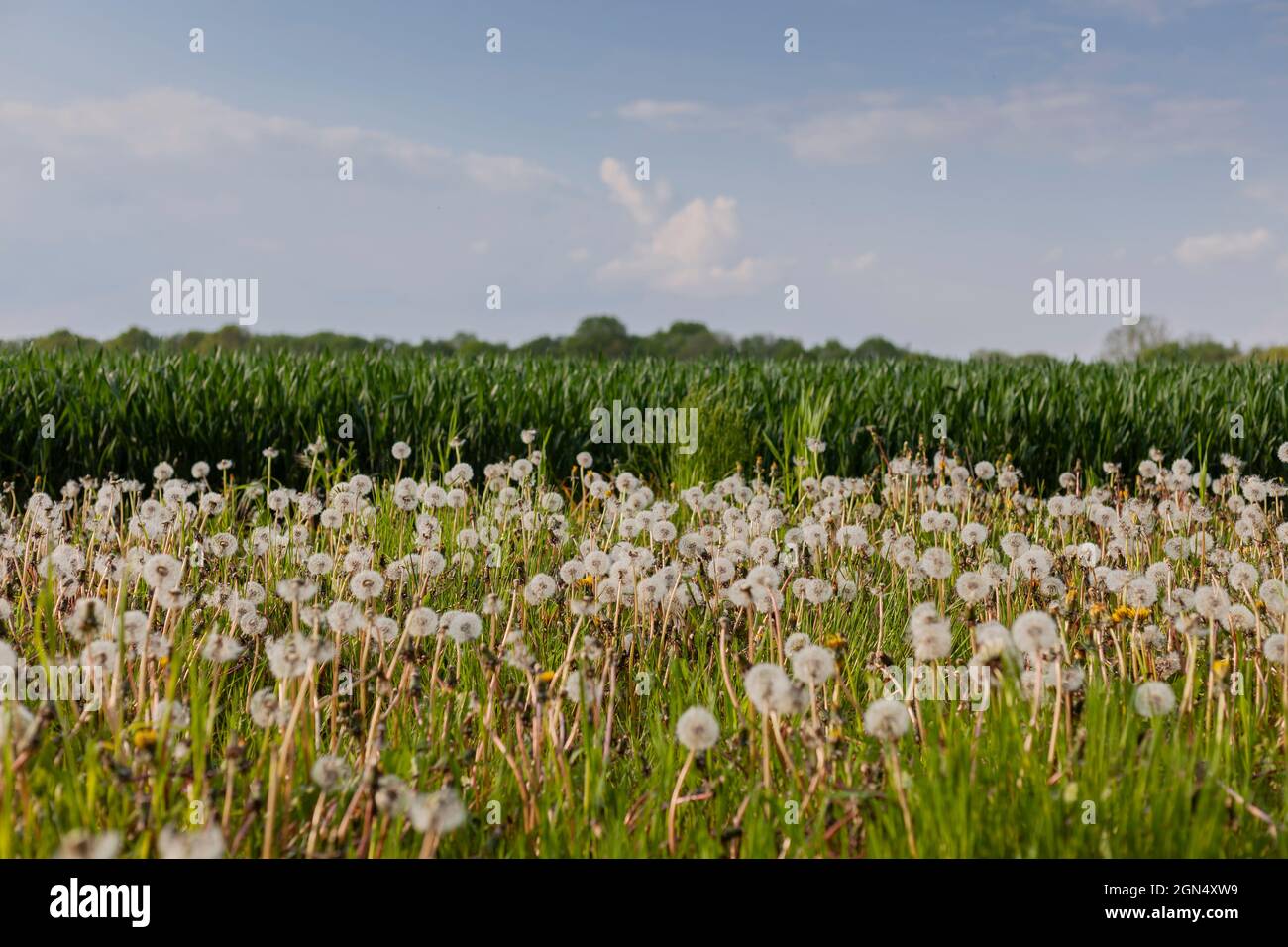 Meadow full of Dandelions.They have gone to seed, The seedheads of Dandelions are called clocks. Stock Photo
