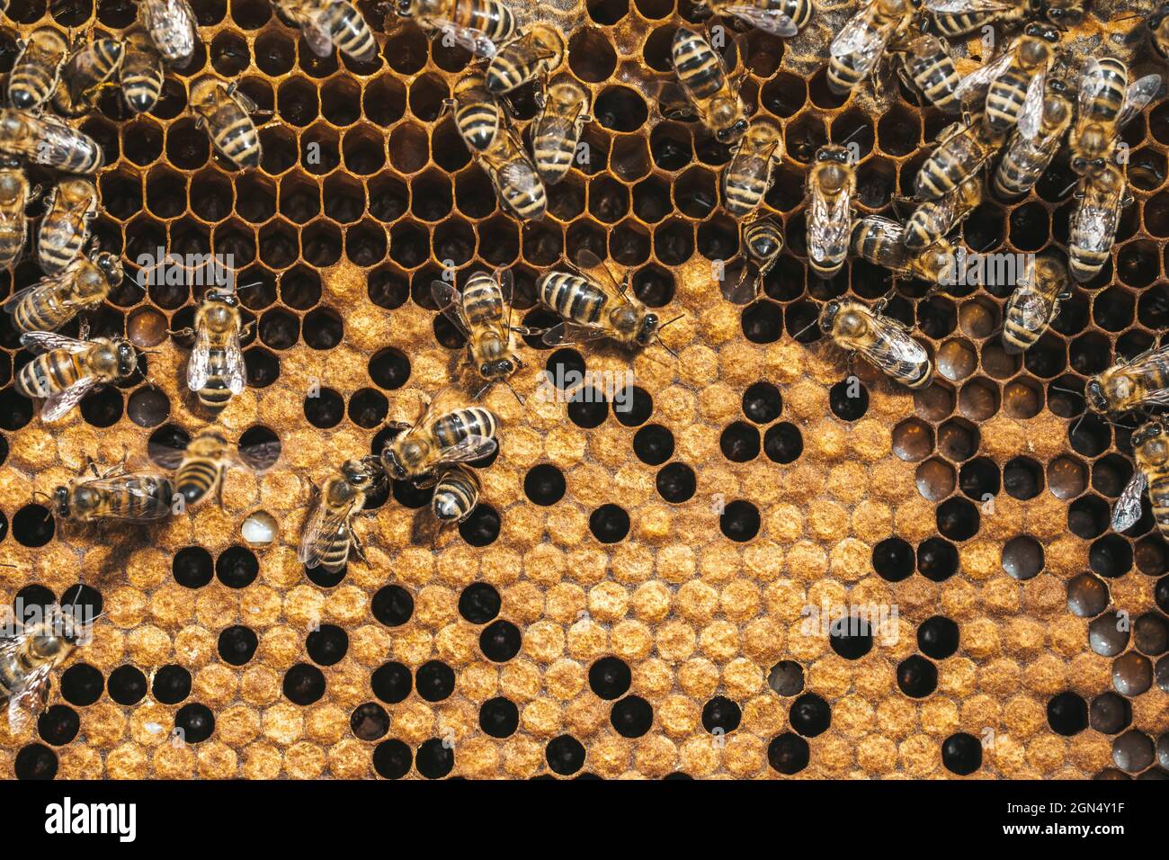 Bees convert nectar into honey. Closeup, macro view. Bee brood eggs