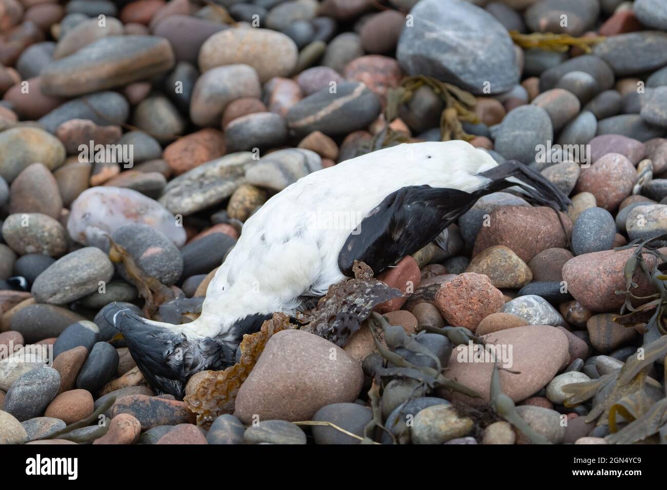 Extinct Razor Bill Dead razorbill hi-res stock photography and images - Alamy