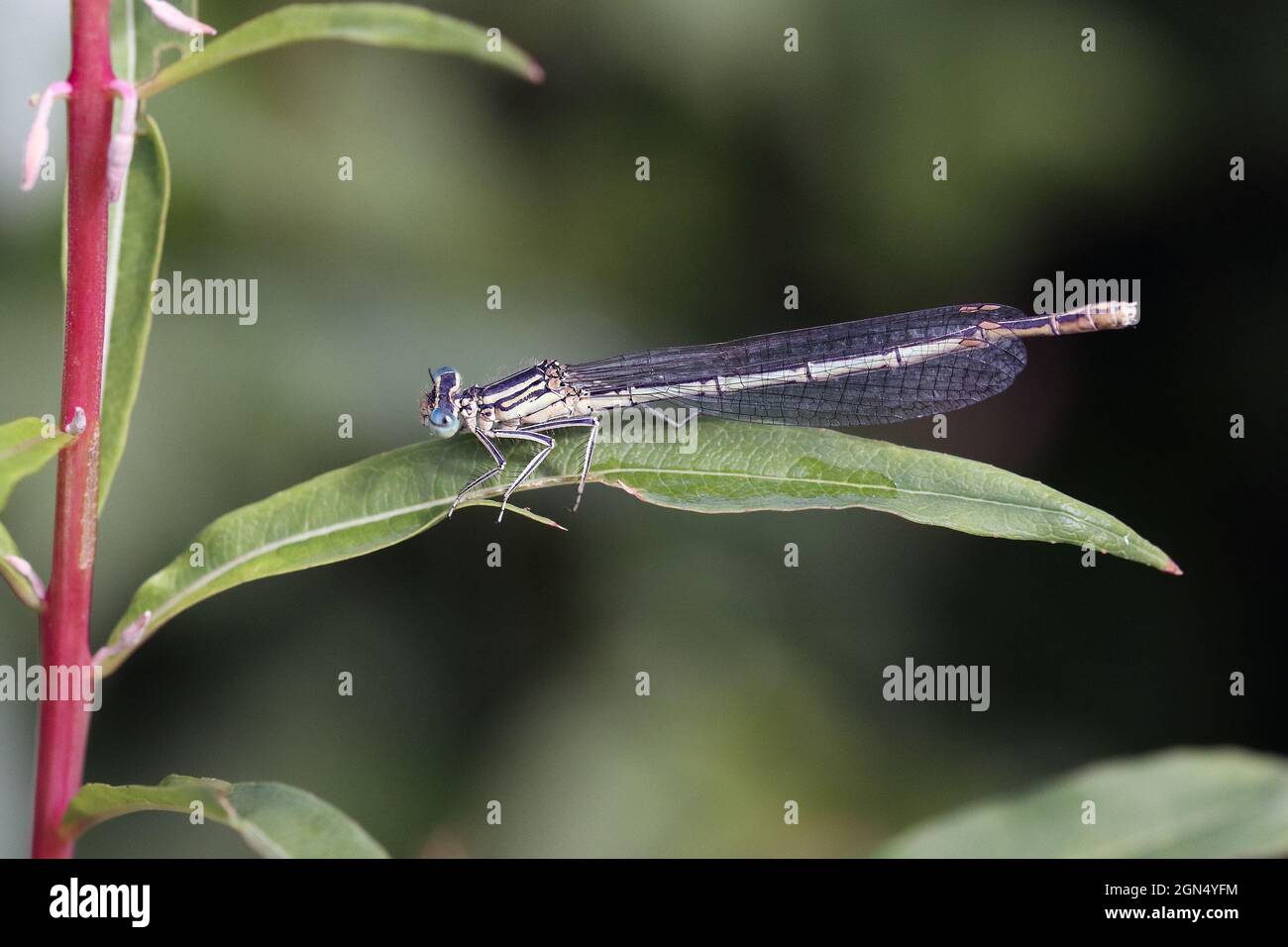 Male white legged damselfly hi-res stock photography and images - Alamy