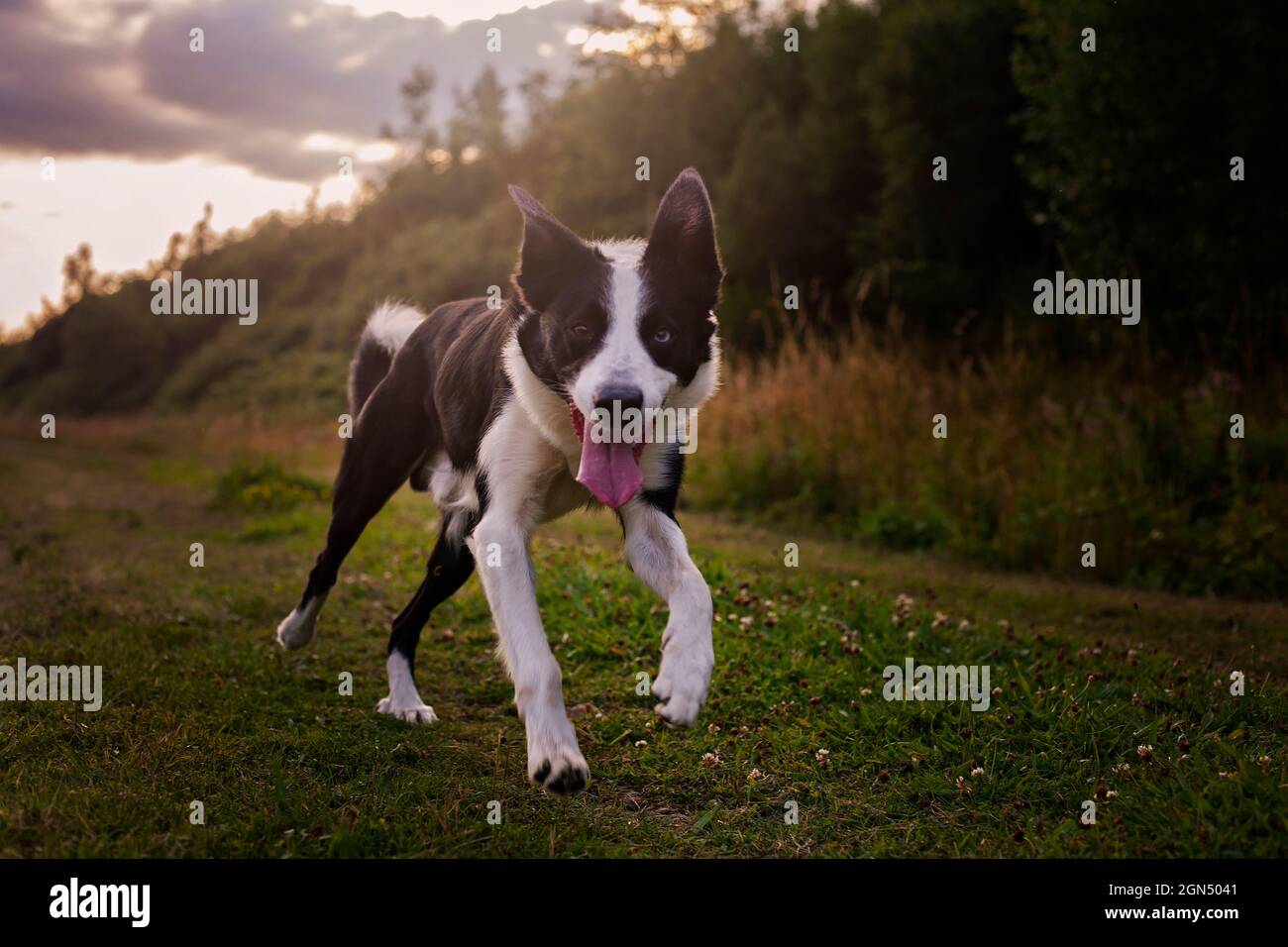 Border Collie running fast towards camera in the countryside. Stock Photo
