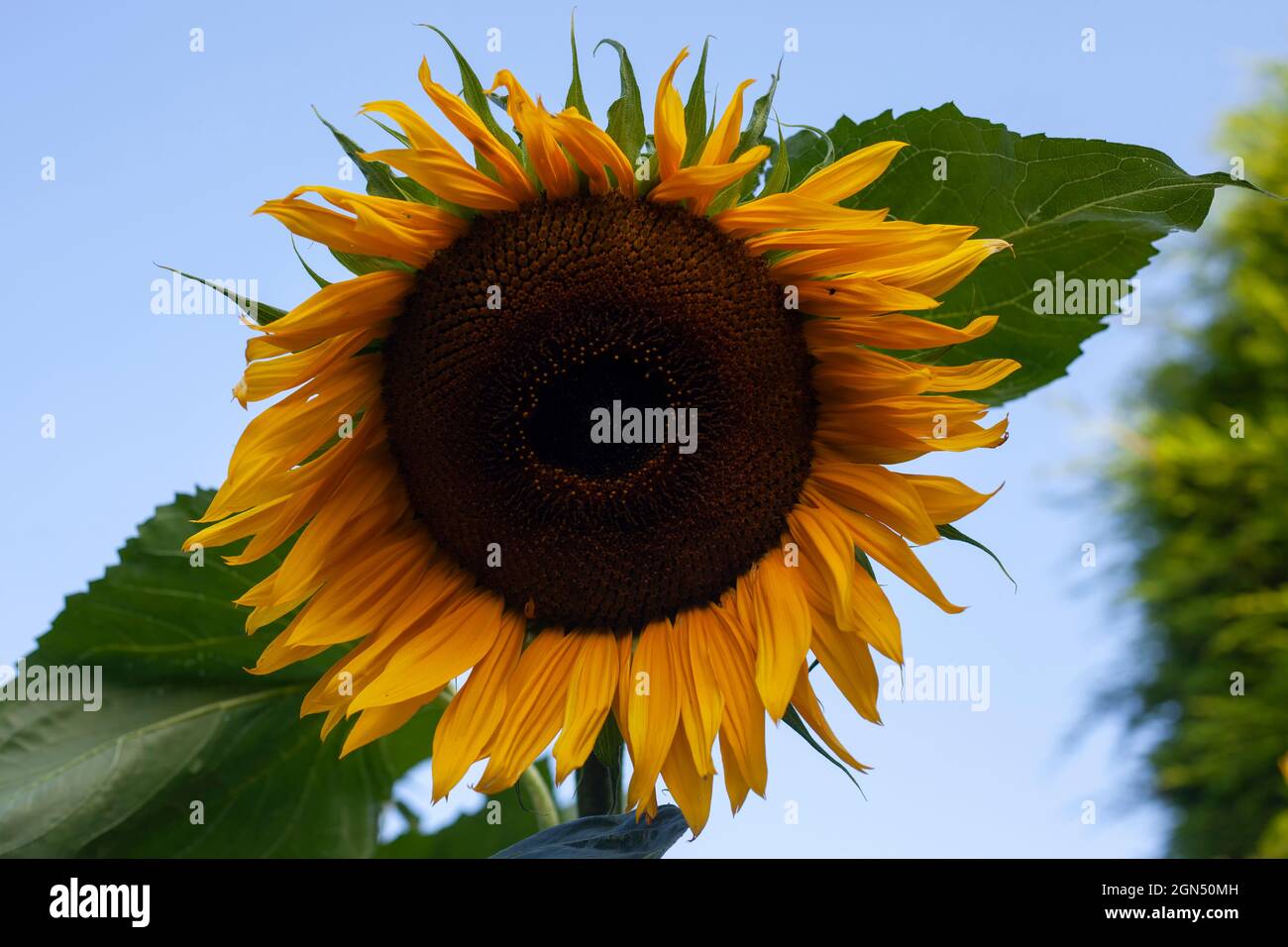 Sunflower 'Helianthus' in bloom against a clear blue sky Stock Photo