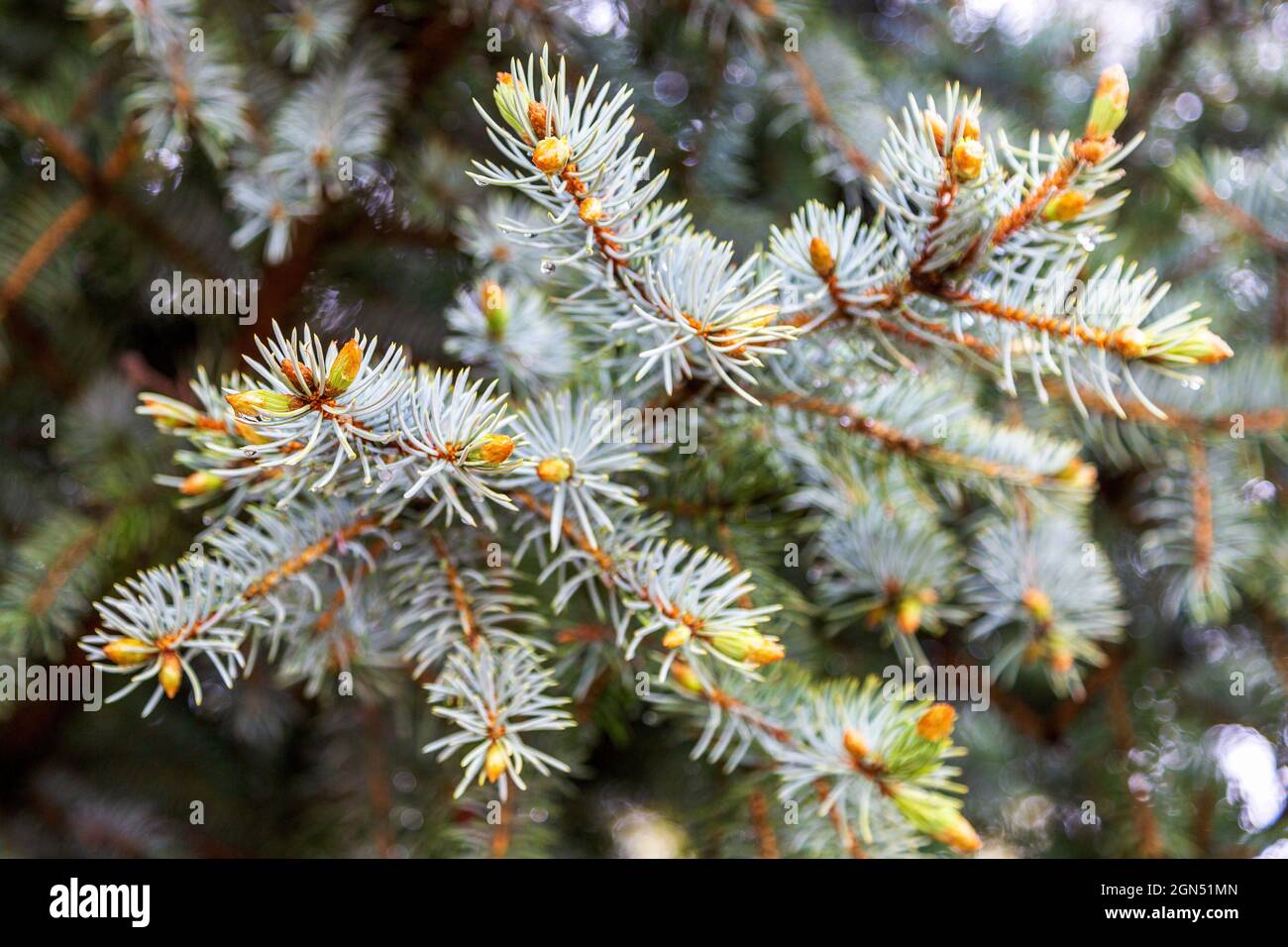 Blue Spruce with New Spring Growth and Rain Drops Background. Rain drops on Colorado blue spruce branches close up with blurry background Stock Photo