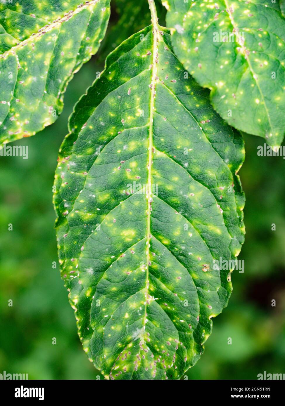 White aphid or greenfly diseases on leaves of European spindl, Euonymus europaea. Yellow white dots on damaged leaves and drying of the bush. Stock Photo