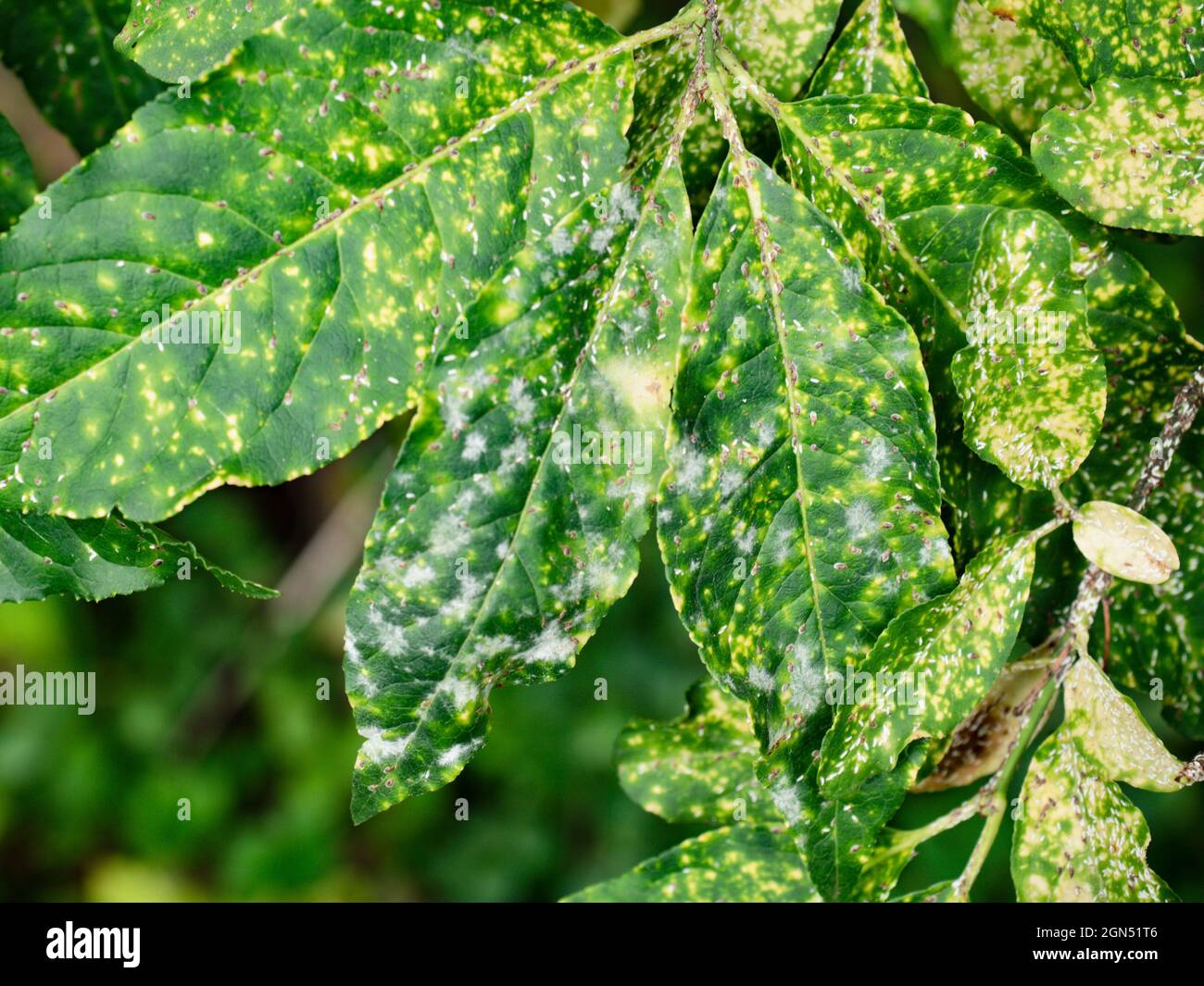 Defected leaves of euonymus on a branch against foliage. Problem with scale insects. Stock Photo