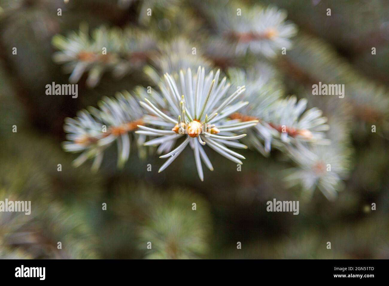 Colorado Blue Spruce Branch and Needles Closeup. New growth on blue spruce branch with radiating needles against a blurry background. Stock Photo