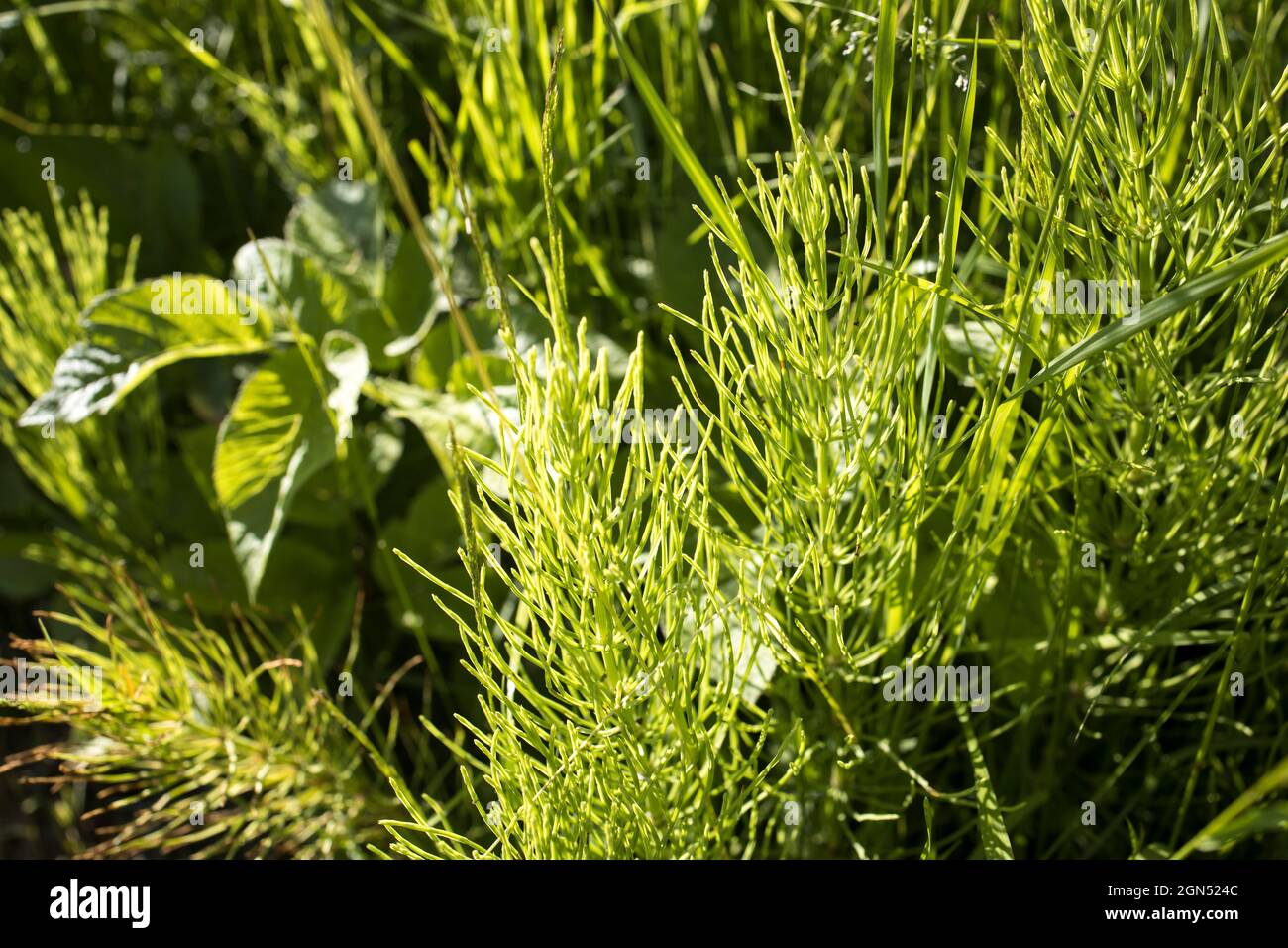Horsetail shoots hires stock photography and images Alamy