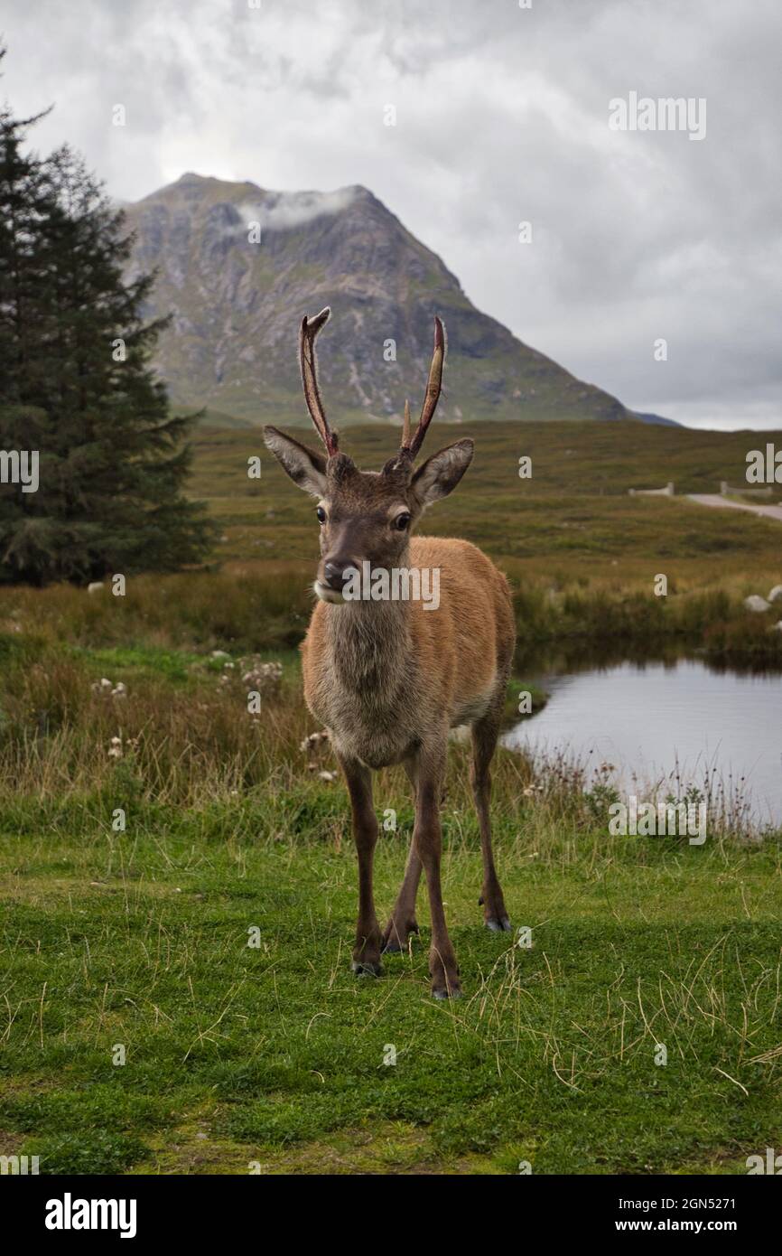 Young deer in Glencoe Stock Photo