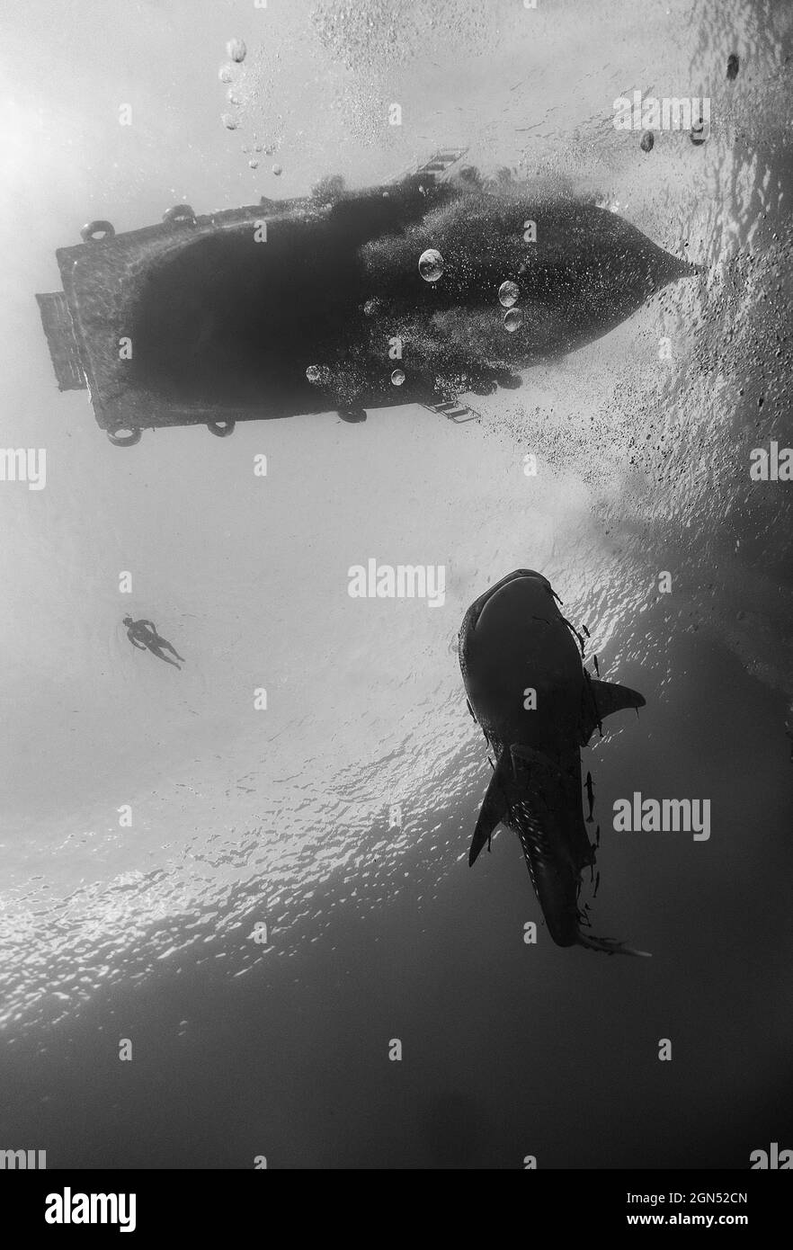 Vertical shot of a diver under the ocean Stock Photo