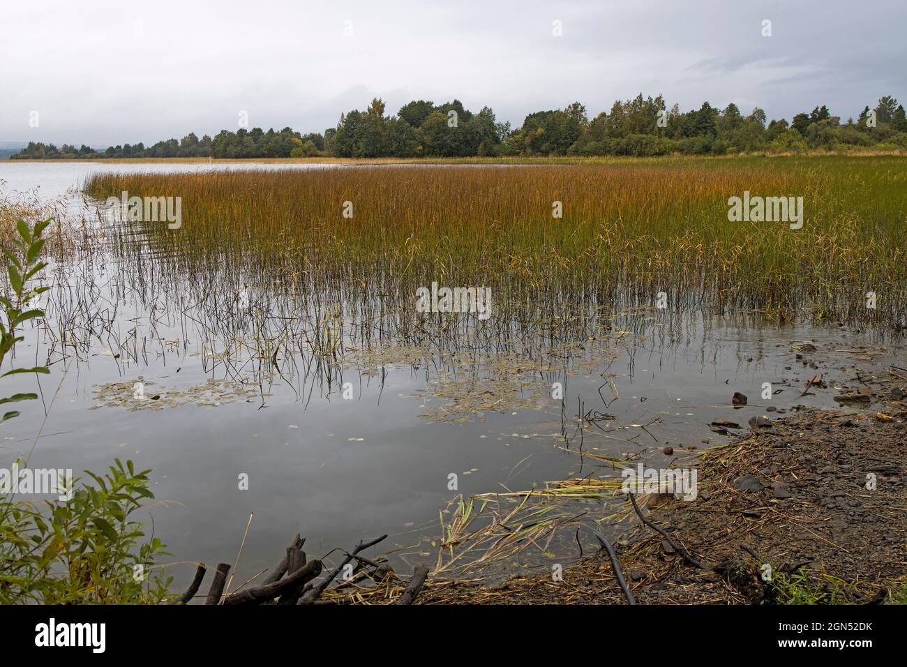 View from the island of Kizhi to the reeds of Lake Ladoga in heavy rain Stock Photo
