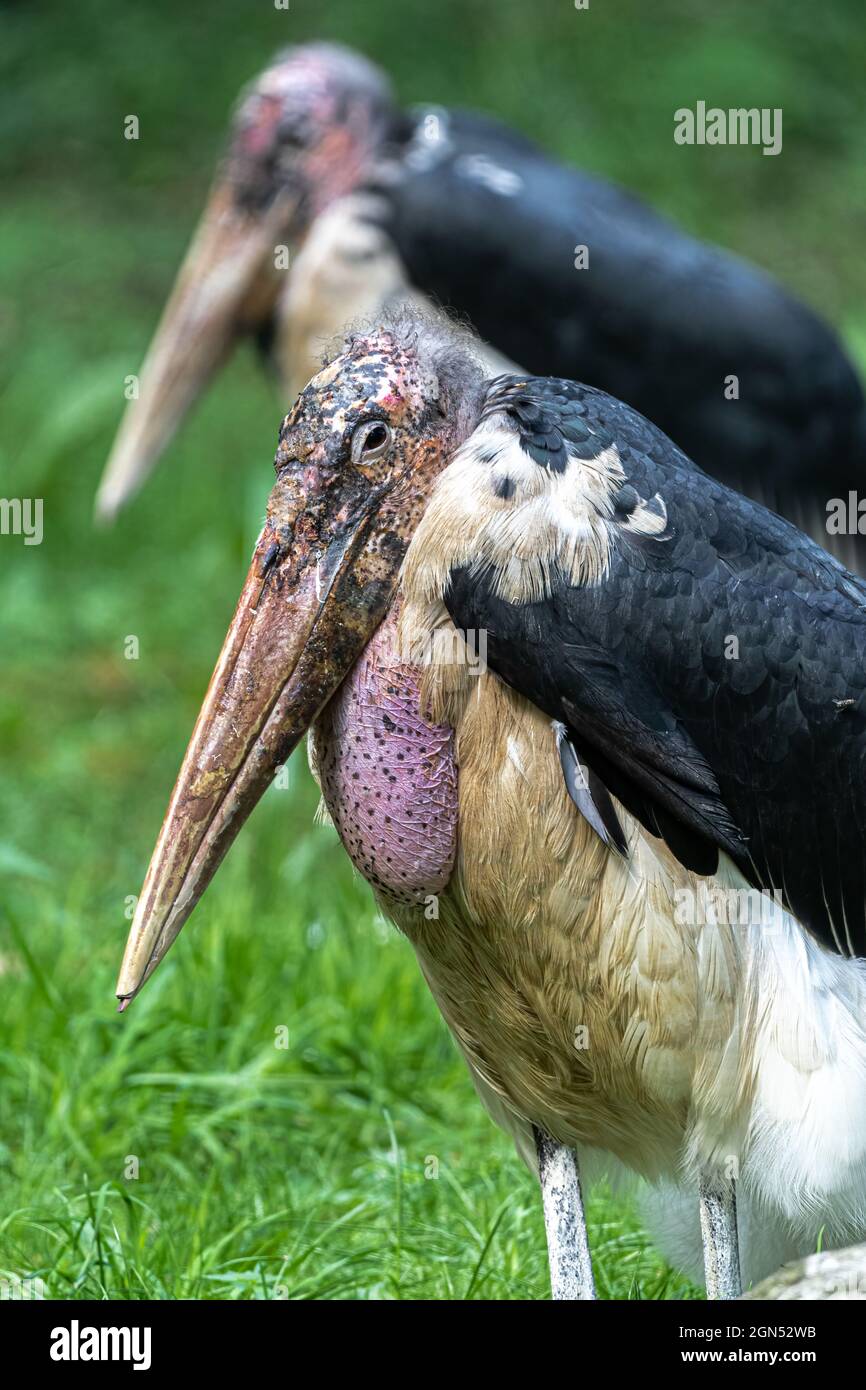 Portrait of a Marabou Stork (Leptoptilos crumeniferus) Stock Photo