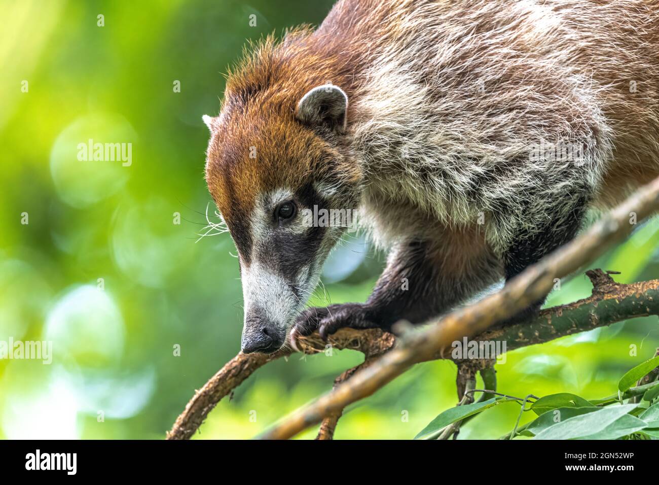 Portrait Of A White Nosed Coati Nasua Narica Stock Photo Alamy portrait-of-a-white-nosed-coati-nasua-narica-stock-photo-alamy