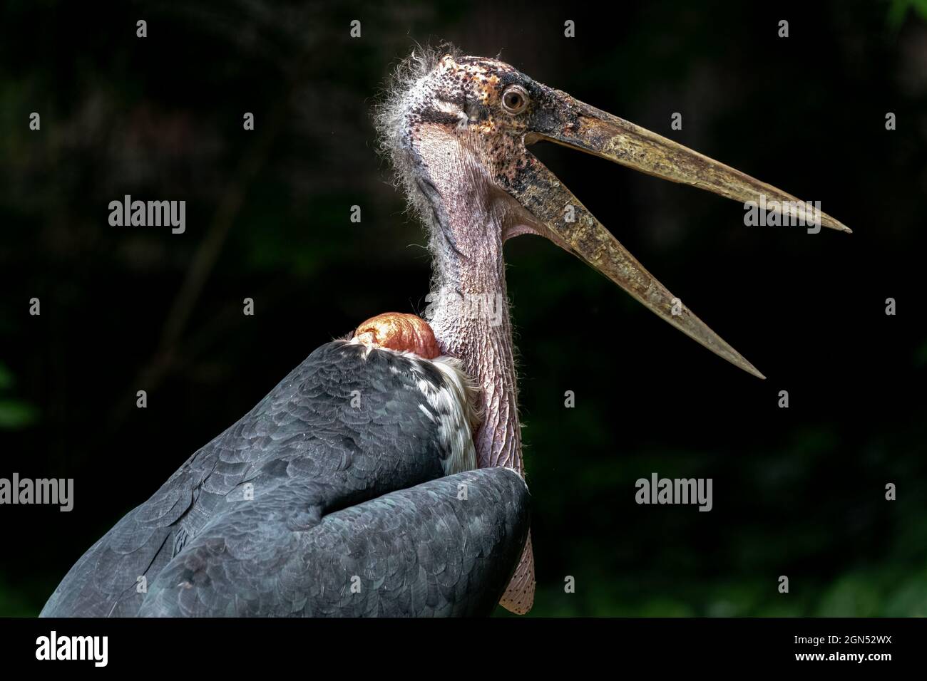 Portrait of a Marabou Stork (Leptoptilos crumeniferus) Stock Photo