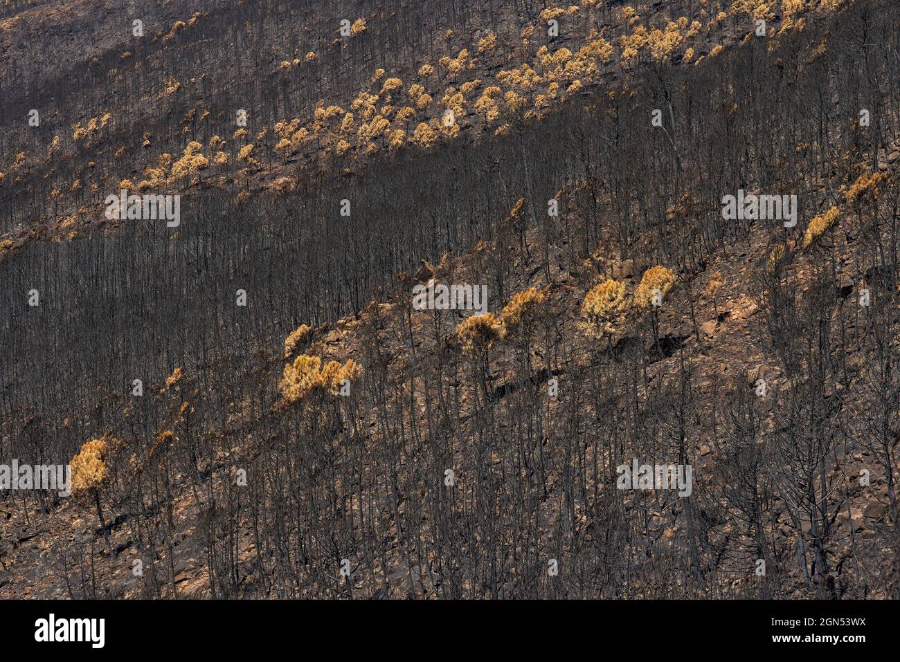 Fire in Jubrique, border with Sierra Bermeja in the Genal Valley, Malaga. Andalusia, Spain. September 2021 Stock Photo