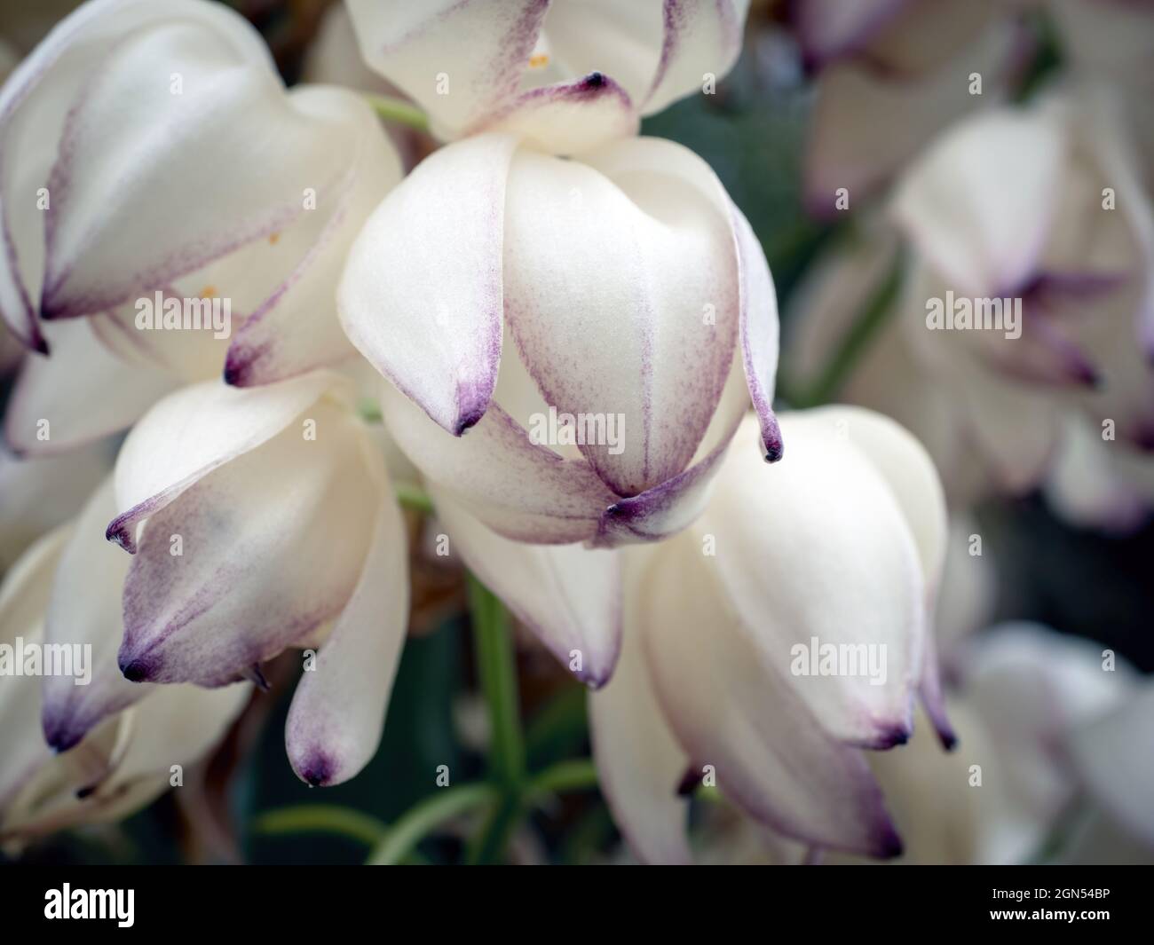 Yucca Elephantipes (Spineless Stick Yucca) flower Stock Photo