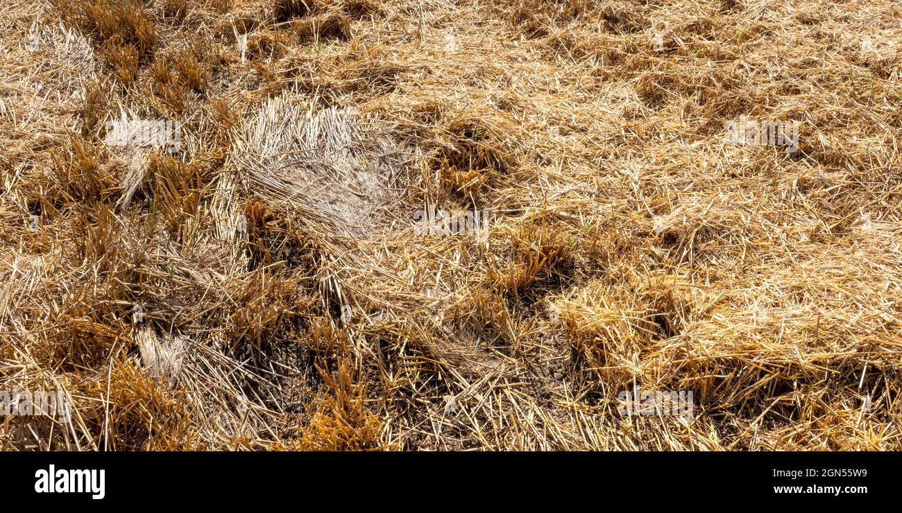 Panoramic close up of area of field stubble after harvesting Stock Photo