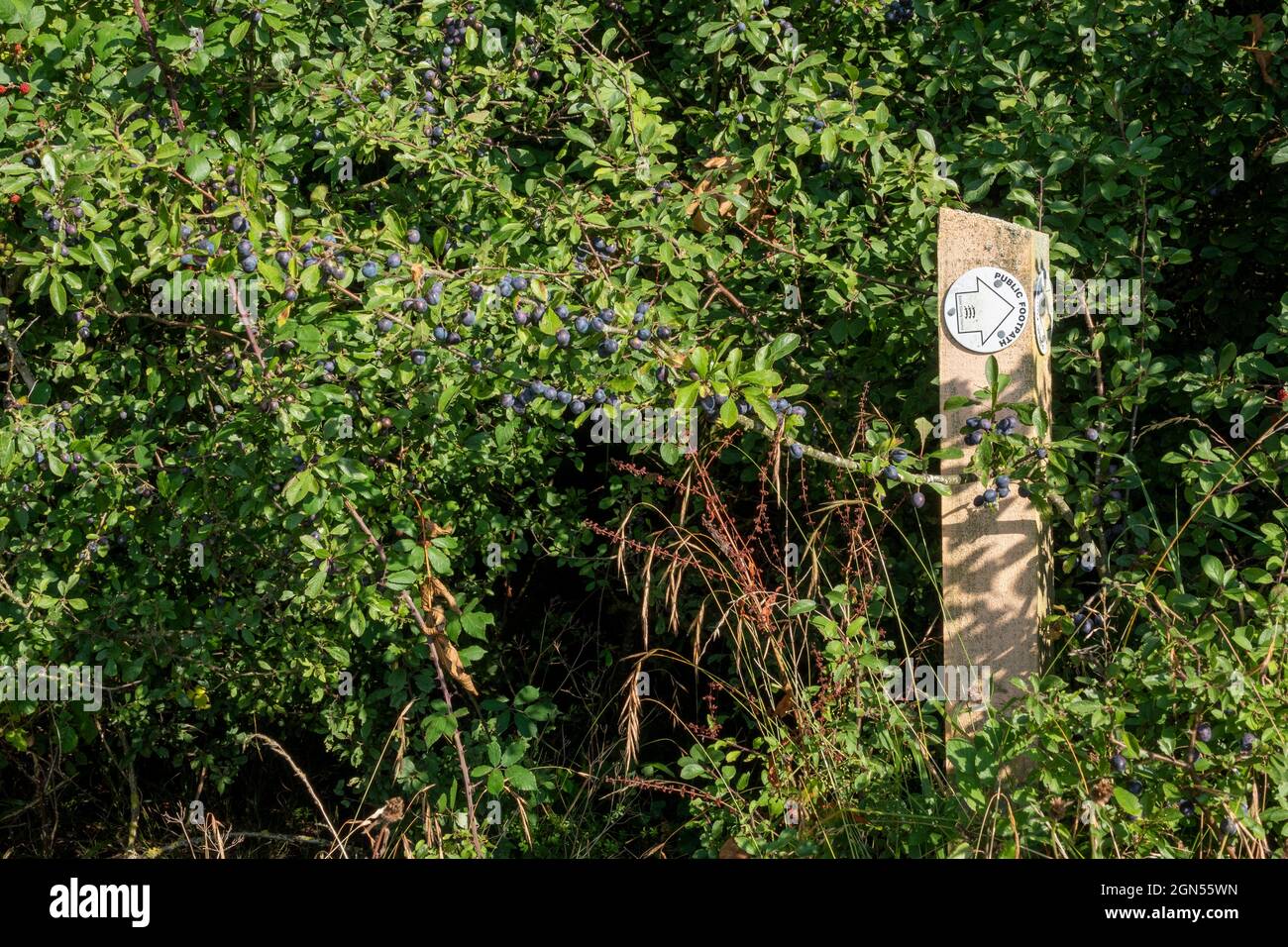 Public footpath sign on a roundel with yellow arrow on a white background mounted on a wooden post pointing right. Stock Photo