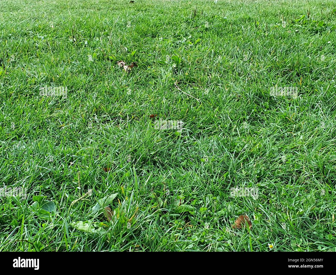 Uncut leaf hi-res stock photography and images - Alamy