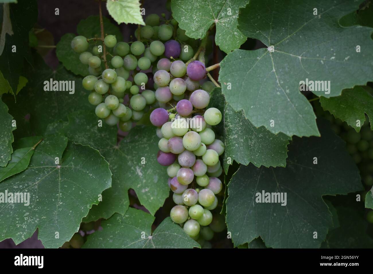 Closeup shot of ripening grapes on the tree Stock Photo - Alamy