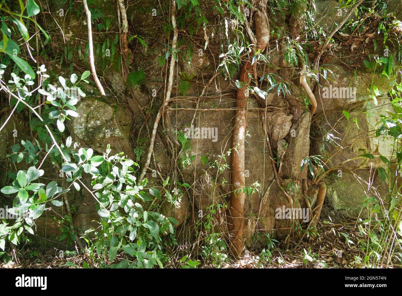 Foliage on the trees in jungles Stock Photo
