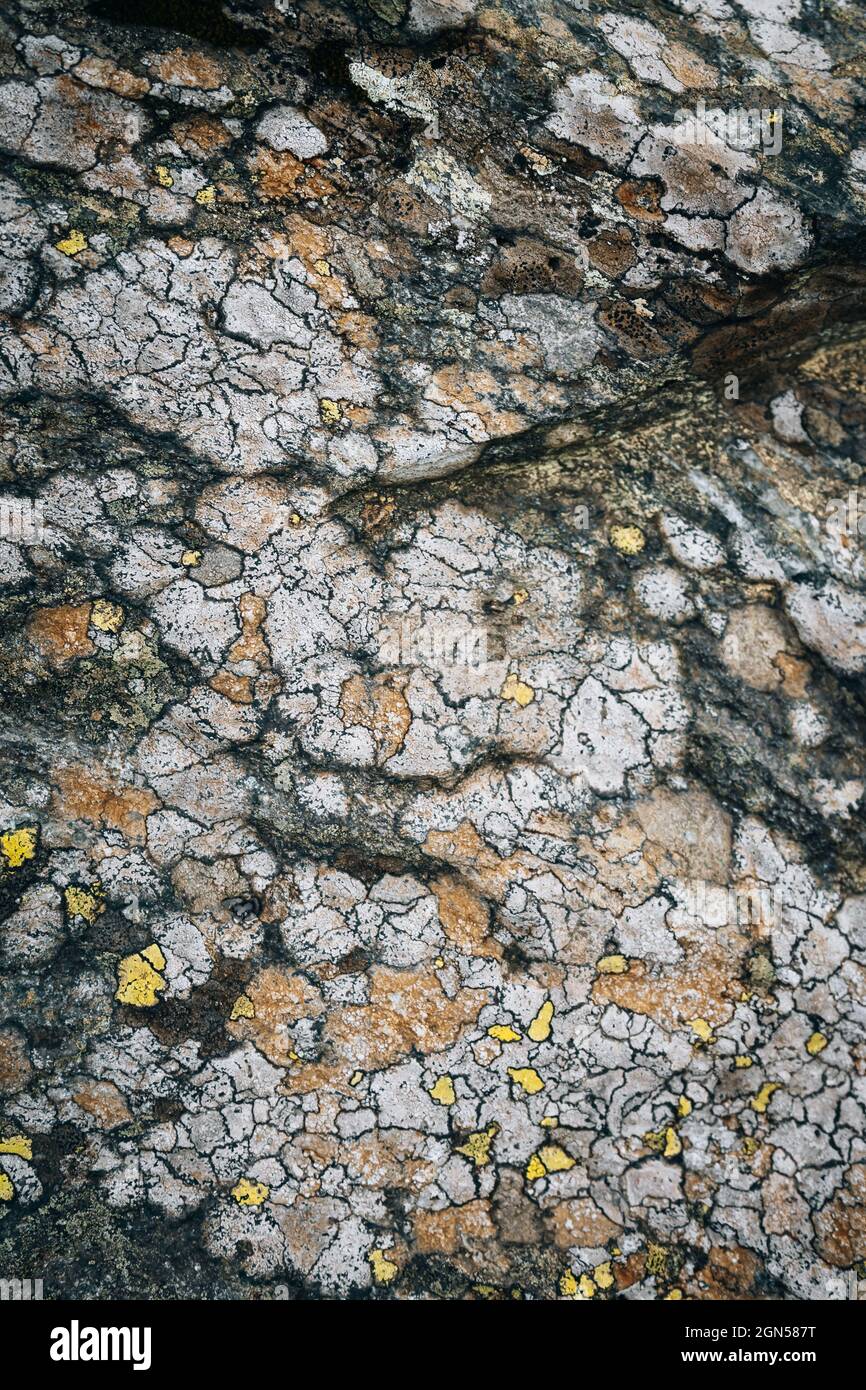 Cracked ground surface texture with rim lichens Stock Photo