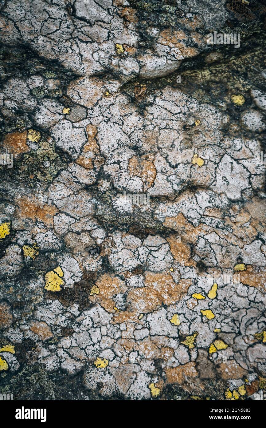 Cracked ground surface texture with rim lichens Stock Photo