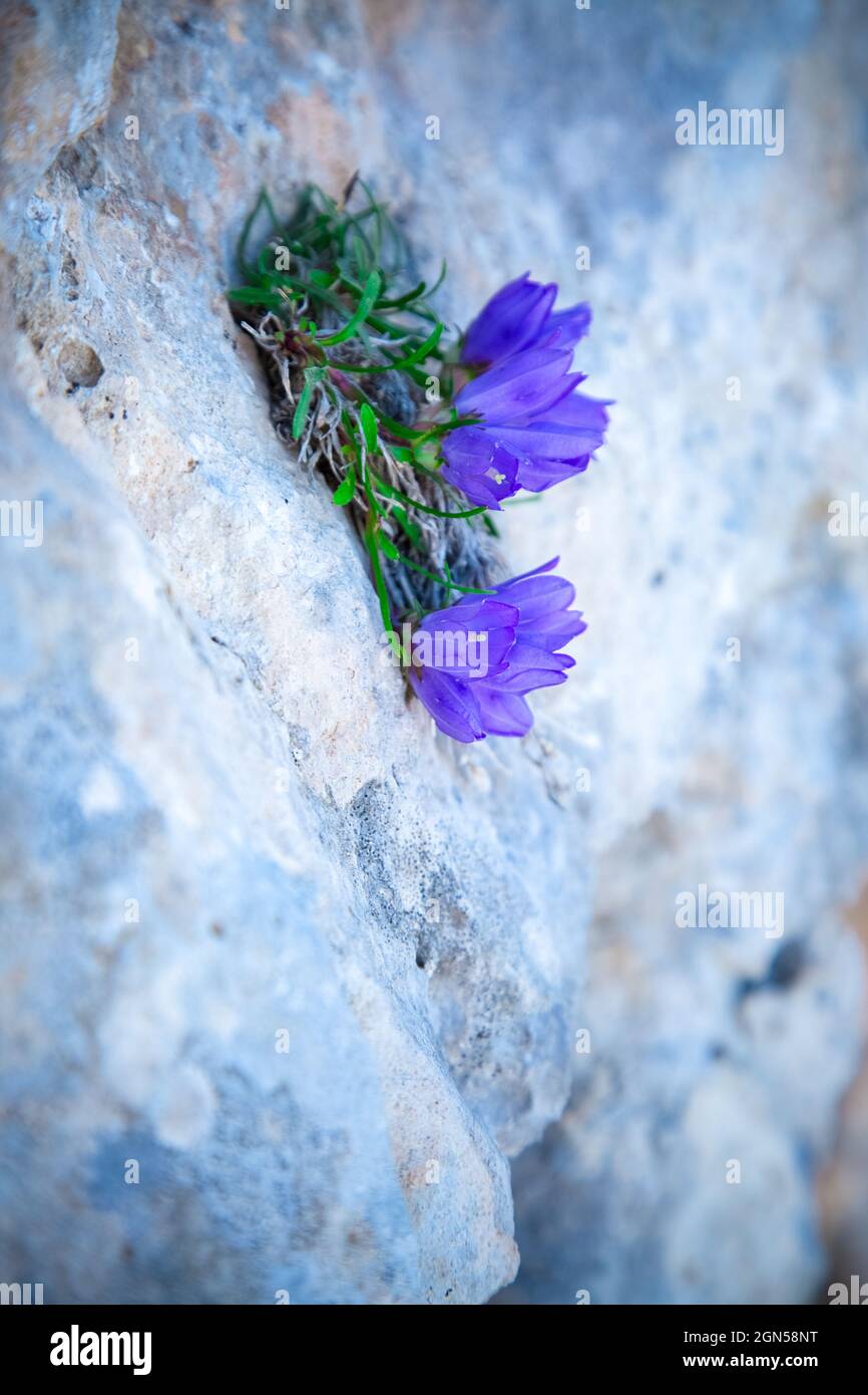 Blooming blue bell flower with small green leaves. High mountain nature. Dwarf plant growing on light granite rock in the morning. Blossom time in Stock Photo