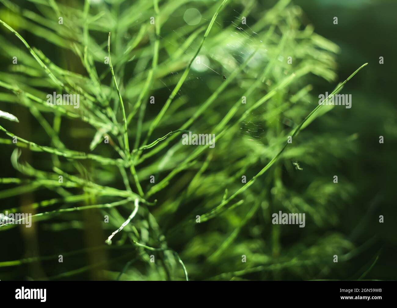 Horsetail plant close up. Equisetum, snake grass, puzzlegrass Stock Photo