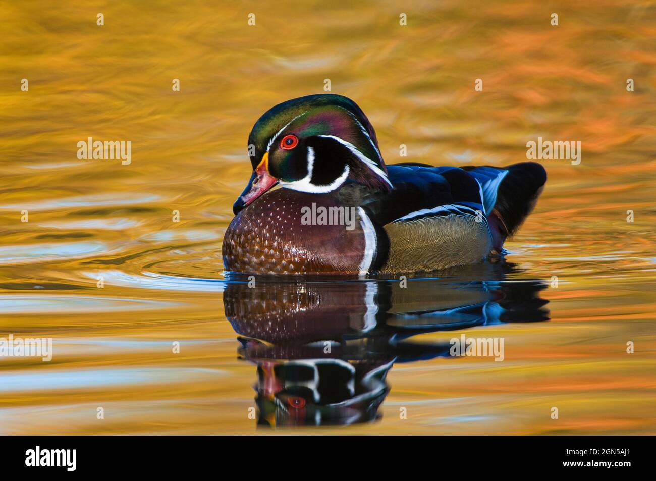 Wood duck (Aix sponsa) and reflection in a pond at North Chagrin Reservation, Ohio, USA Stock Photo