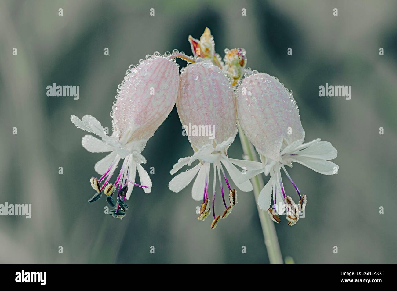 Bladder Campion (Silene vulgaris) with cinematic colour grading Stock Photo