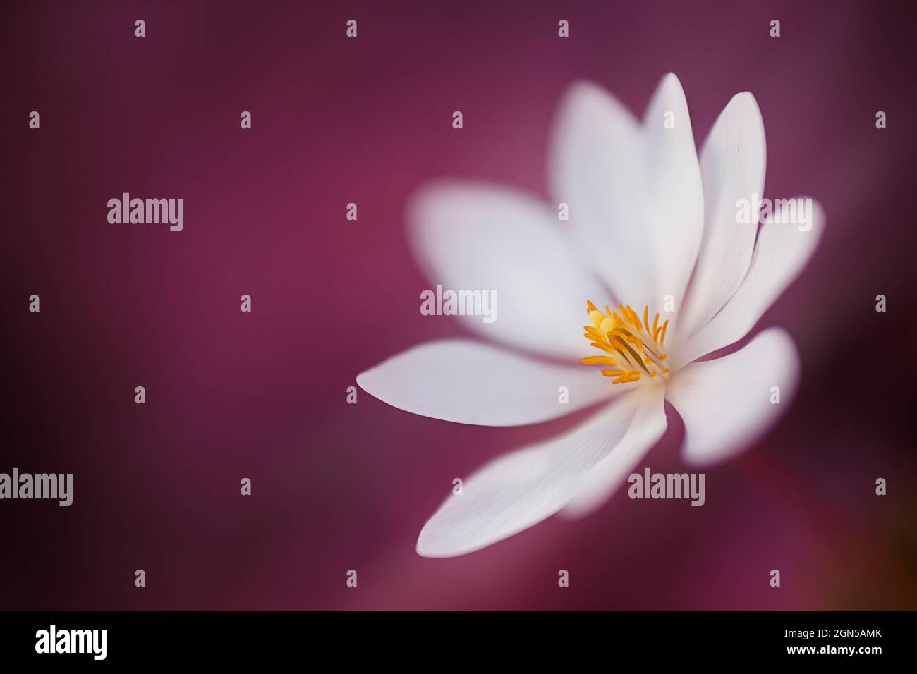 Bloodroot, Sterling Heights, MI Stock Photo