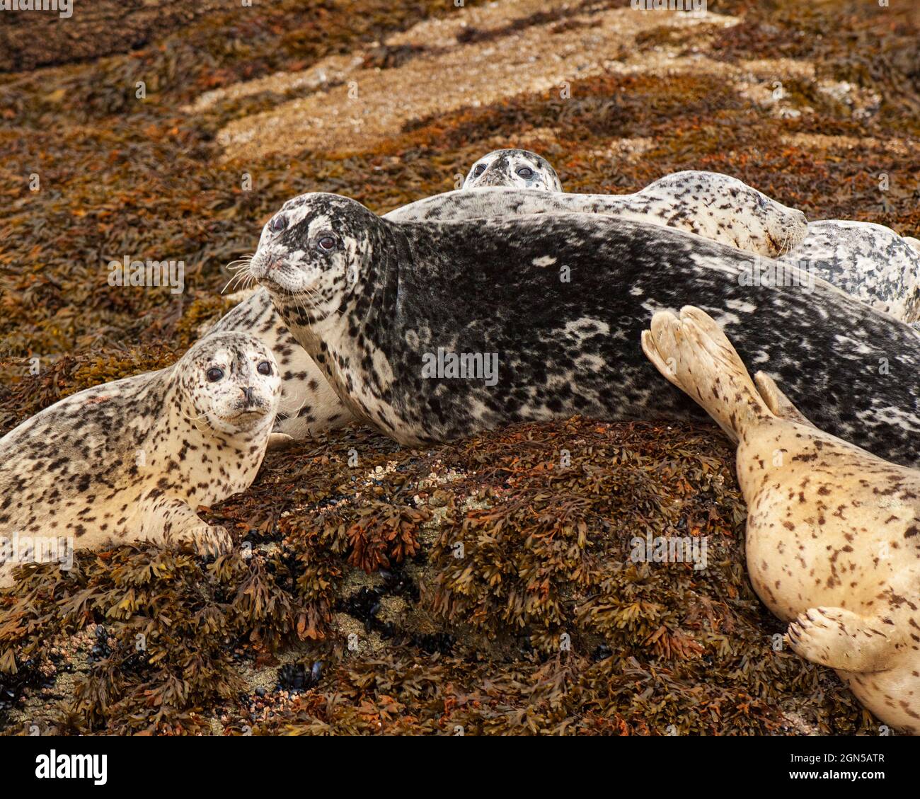 Harbor Seals in Katmai, Katmai National Park, Alaska Stock Photo