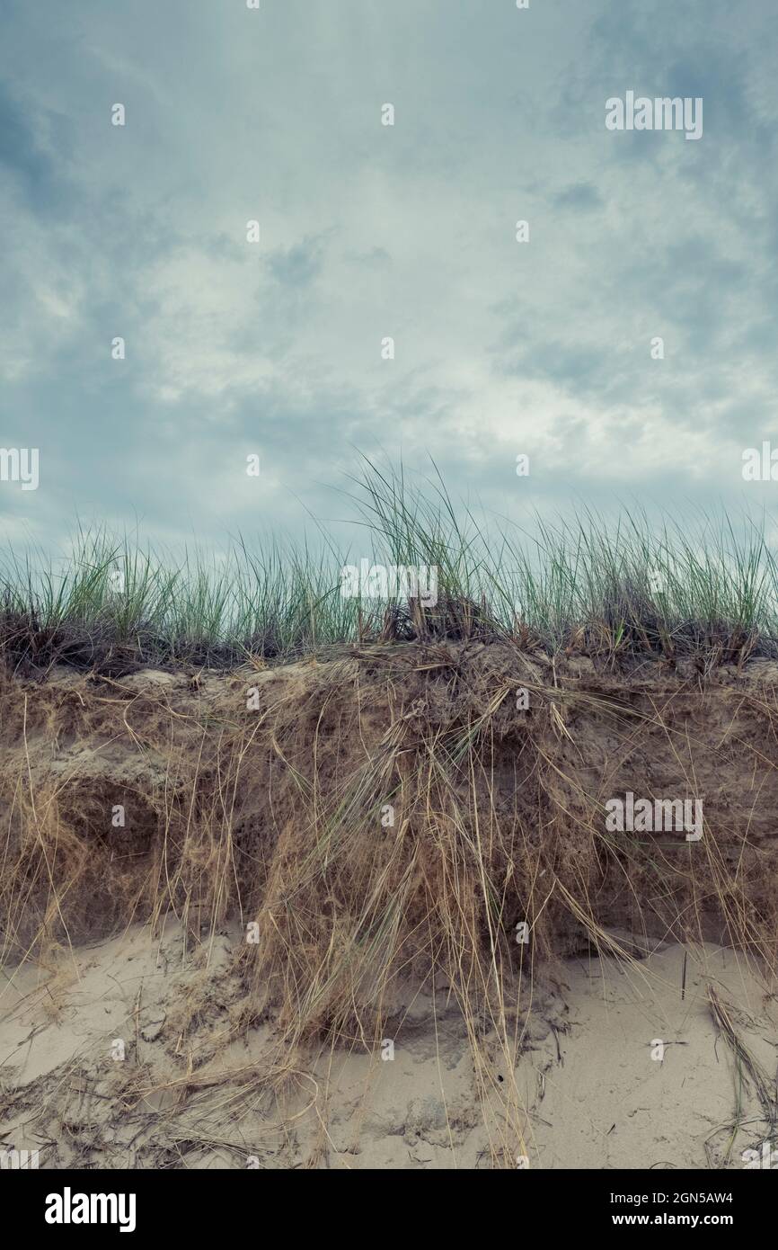 Beach Grass (Ammophila breviligulata) rhizomes mitigating sand dune erosion on Lake Michigan during record high water levels on the Great Lakes Stock Photo