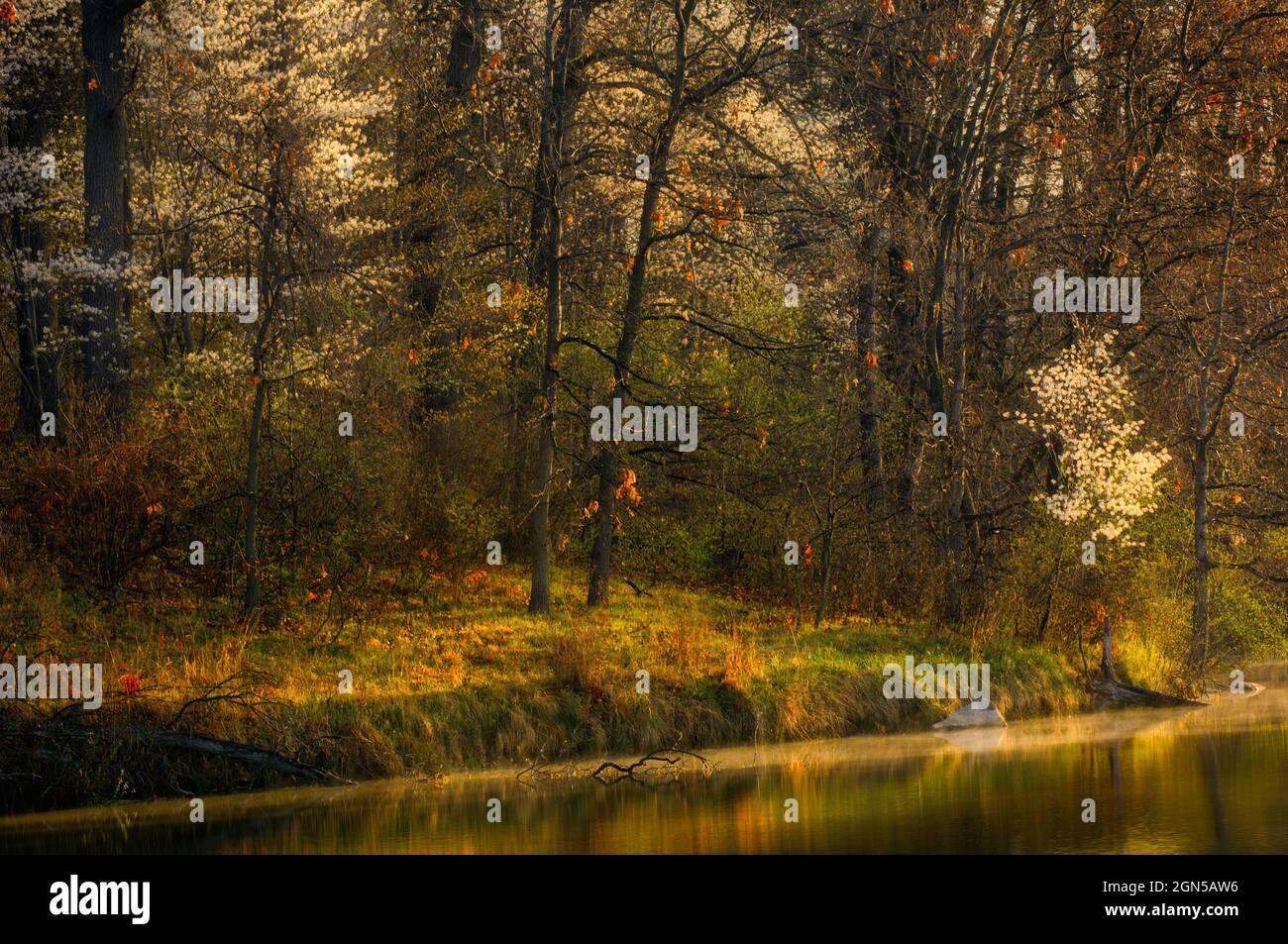 Hardwood Forest scenic with flowering dogwood trees, Milford, Michigan Stock Photo Alamy